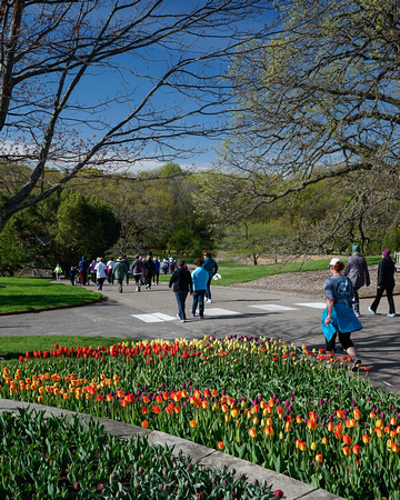 Treading near the Tulips