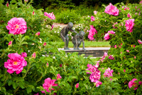 Shrub Rose Garden
