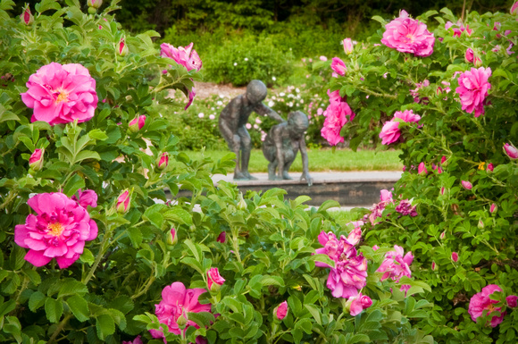 'Wonderment' sculpture framed by shrub roses