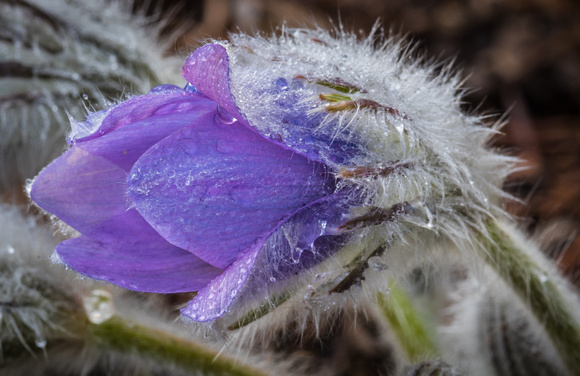 Pasque flowers in the Perennial Garden.
