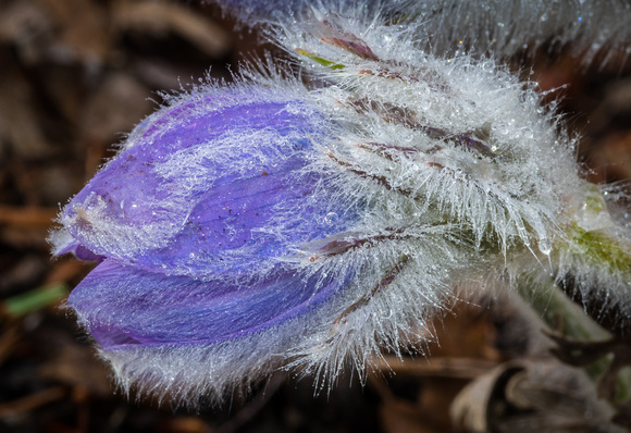 Pasque flowers in the Perennial Garden.