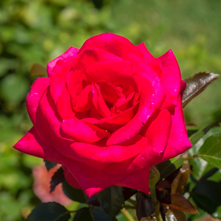 'Lasting Love' Hybrid Tea Rose