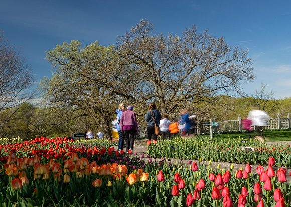 Leading the way past the Tulips