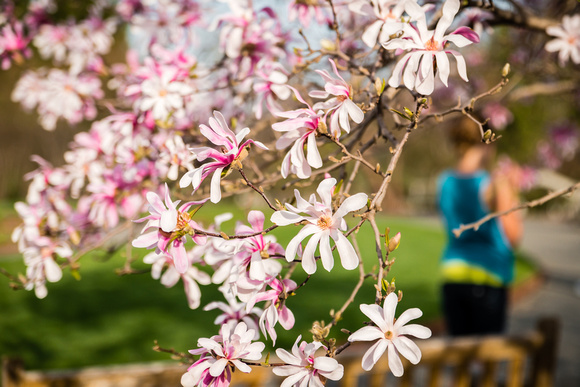 Magnolia blossoms in Perennial Garden