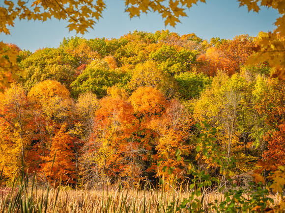Wood Duck Pond in Fall