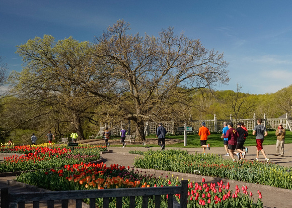 Tulips and Runners