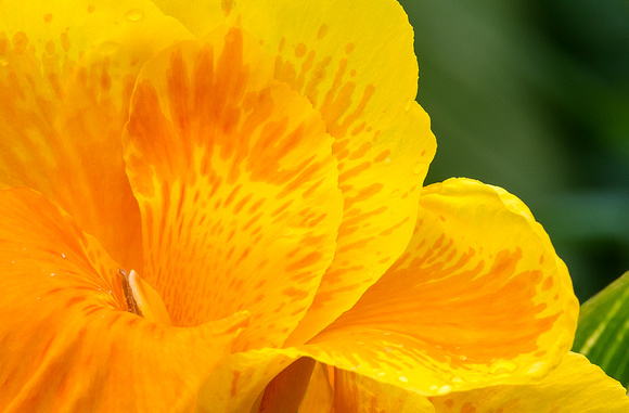 Canna Lily detail.