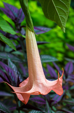 Angel's Trumpet