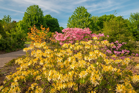 Azalea in Shrub Walk