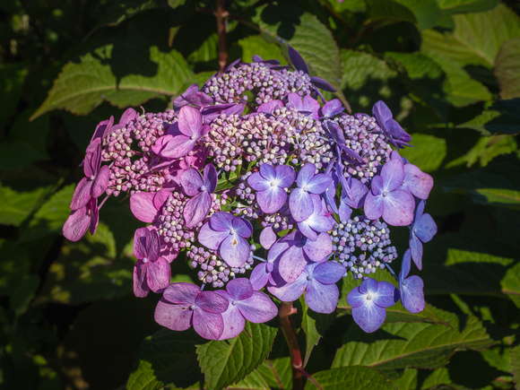 Bigleaf Hydrangea
