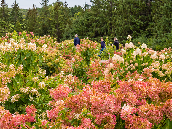 Hydrangea in Shrub Collection