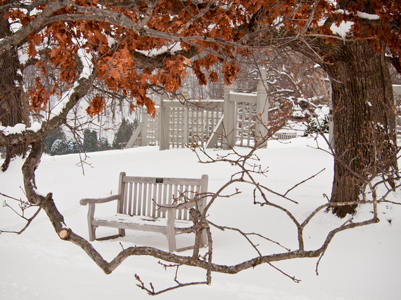 Winter Image