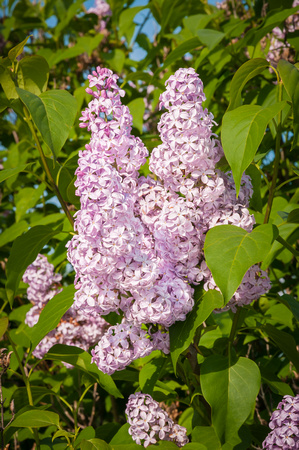 'Mme. Abel Chatenay' Common Lilac