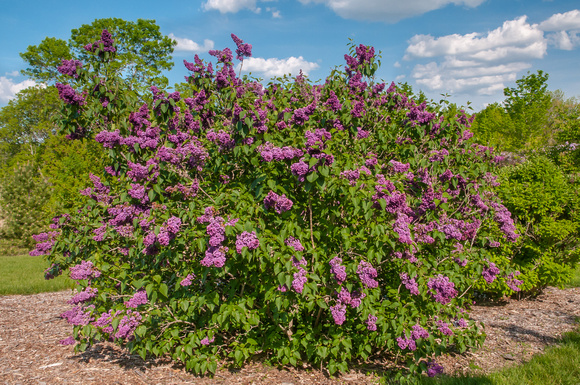 'Sarah Sands' Common Lilac