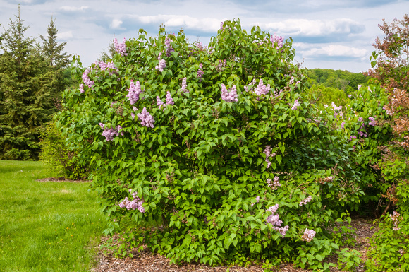 Common Lilac