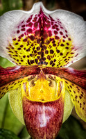 Orchids