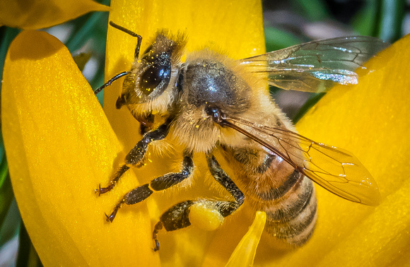 Busy Bees in the Home Demo Garden