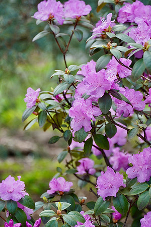 JPMRhododendron2024_BonnieRonning.02