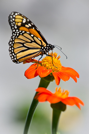 Monarch on Tithonia