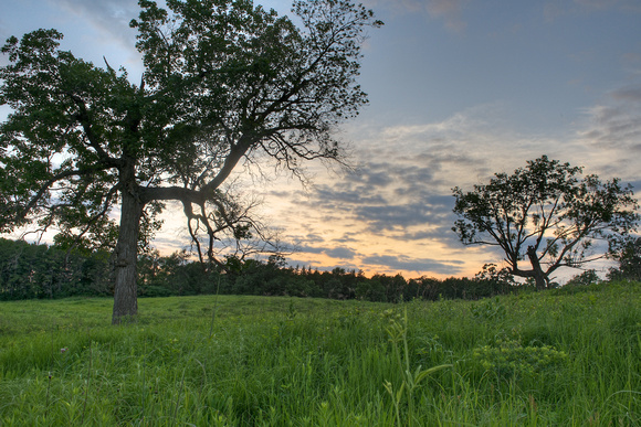 Bent Maple Sunset 3