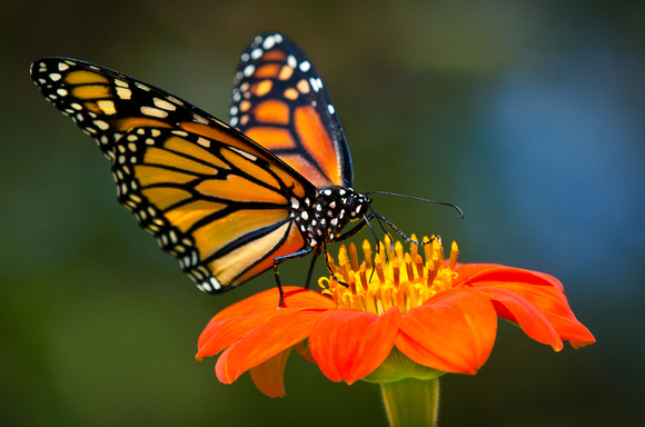 Monarch on Tithonia