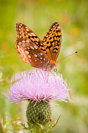Butterfly
