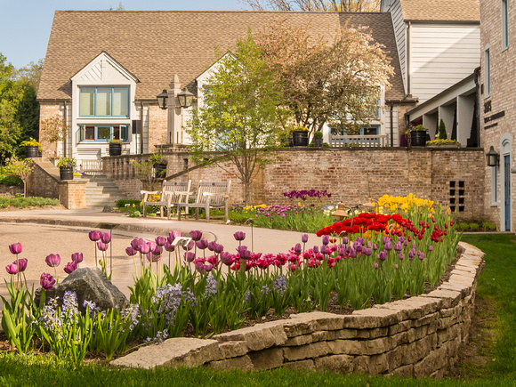 Tulips in front of Snyder Building