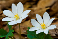 Wildflower Garden