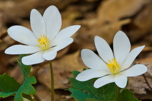 WIB 2010, Bloodroot, Wildflower Garden