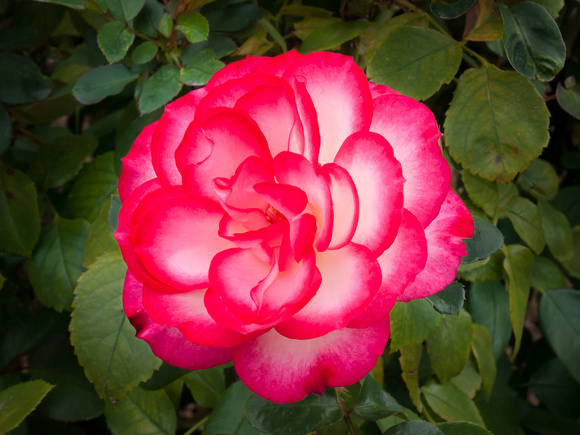 Hannah Gordon Rose
