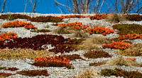 Green Roof