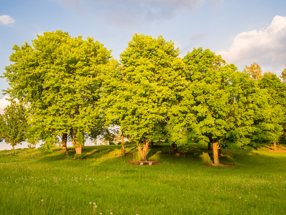Upright Tree Collection