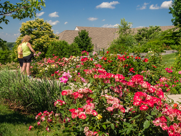 Visitors admiring flowers in Rose Walk