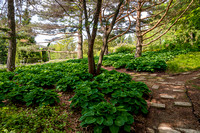 Hosta