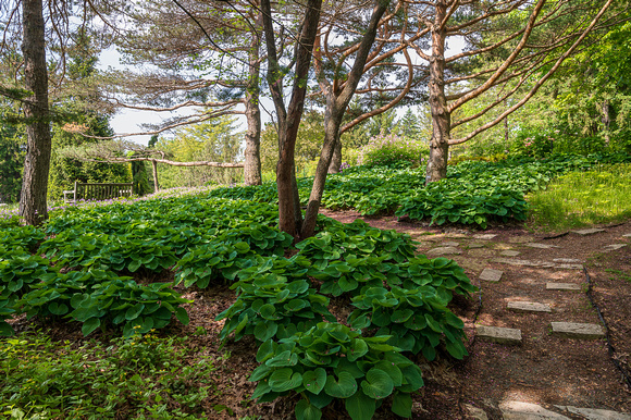 Sea of Green 01