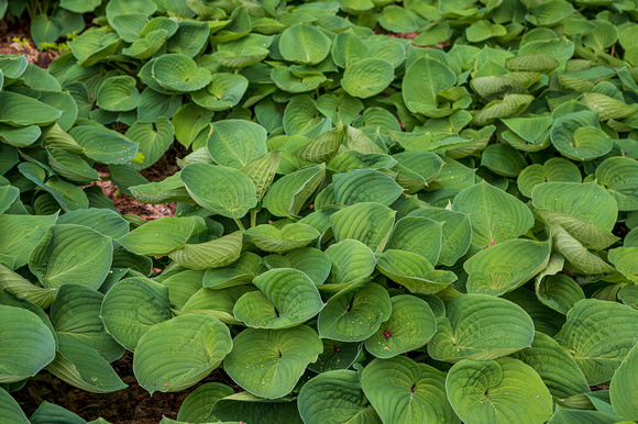 Hosta_Todd Mulvihil_1538