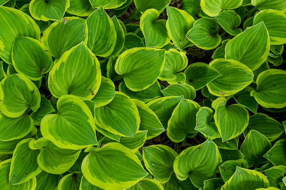 Hosta_Todd Mulvihil_1540