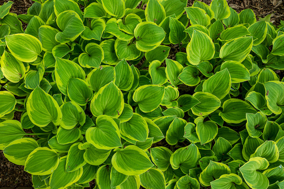 Hosta_Todd Mulvihil_1540