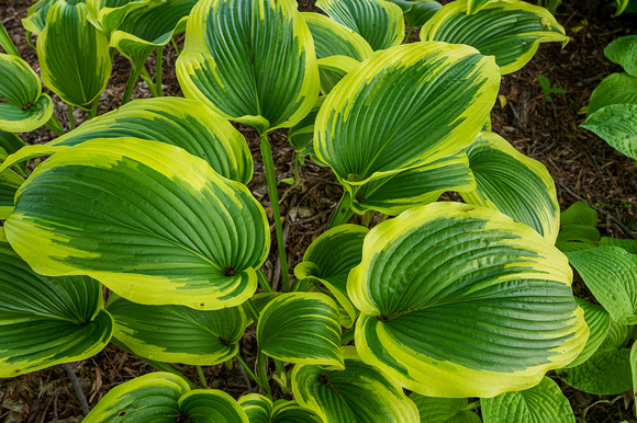 Hosta_Todd Mulvihil_1543