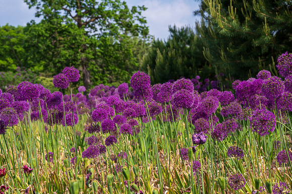 Allium_Todd Mulvihil_1555