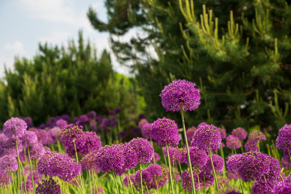 Allium_Todd Mulvihil_1558