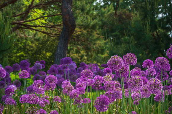 Allium_Todd Mulvihil_1563