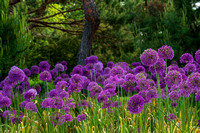 Perennials