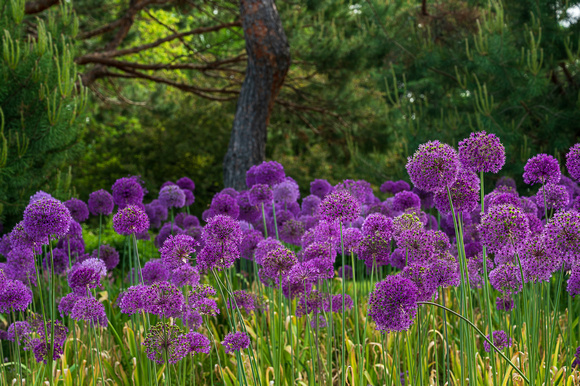 Allium_Todd Mulvihil_1570