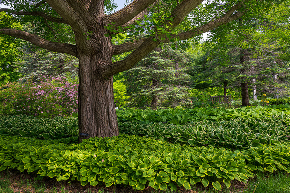 Waves of Hosta