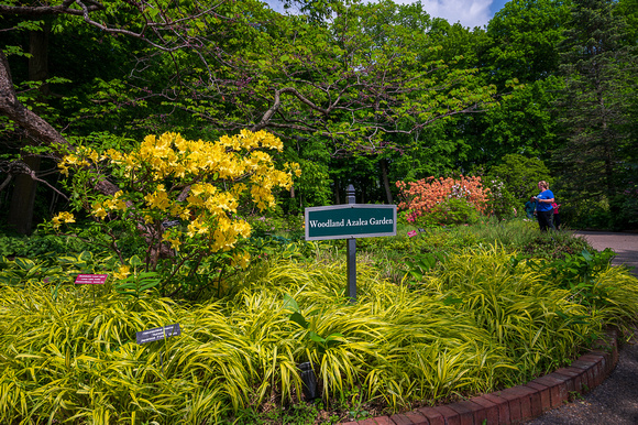 Woodland Azalea Garden_Todd Mulvihil_1594