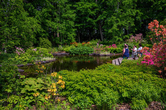 Woodland Azalea Garden_Todd Mulvihil_1596