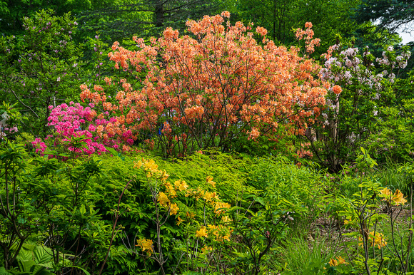 Woodland Azalea Garden_Todd Mulvihil_1613