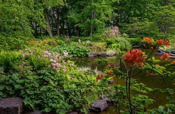 Azalea Splash