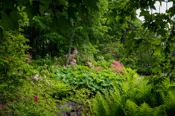 Woodland Azalea Garden_Todd Mulvihil_1630